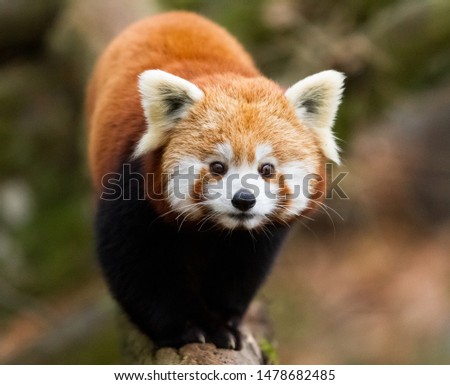 Red panda in the tree

