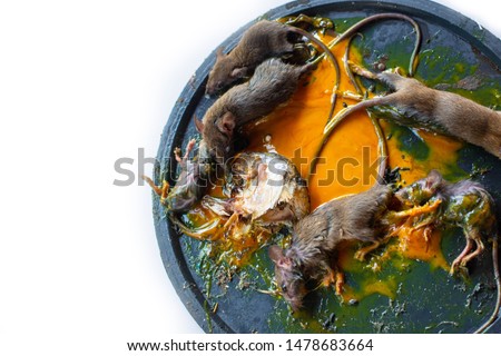 Many mice are trapped by the bait and the yellow mouse trap that has been poured on the black tray. Royalty-Free Stock Photo #1478683664