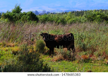A picture of a brown bull grazing in the wilderness.