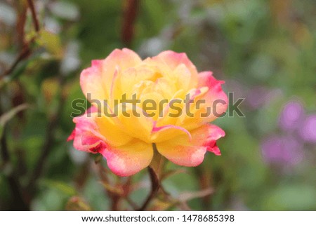 
rose flower in shades of pink yellow color with green leaves