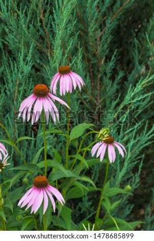 Echinacea flowers in a green garden. medicinal plant
