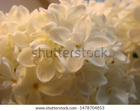 lilac white. A branch of blooming white lilac macro. Spring flowers