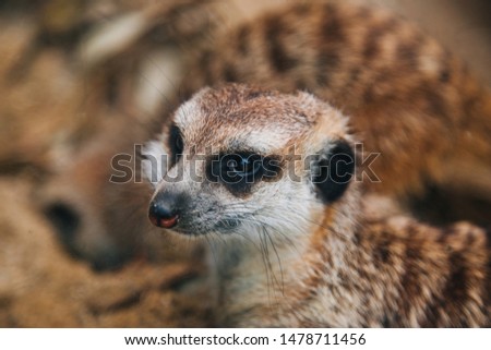 Brown meerkat in a sandy area. Mongoose Mammals