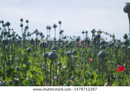 poppy seed capsules on a agriculture field