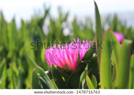 
Pink flower with green leaf on the beach