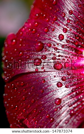 wallpaper for your desktop. water drops on flowers mallow close-up