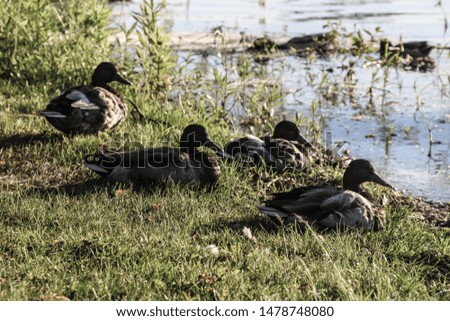 a group of ducks on the Toronto Islands, Lake Ontario, Canada at sunset in summer