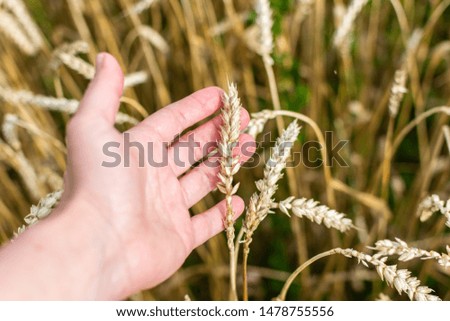 Farmer checks the quality of wheat ears, field with young ears of wheat close up on a rainy day, cereals, agriculture