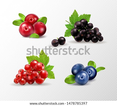 Set of vector realistic berries isolated on transparent background. Blueberry, currant, cowberry. Forest berry. Sweet fruit. Realistic illustration. 3d vector icon set Royalty-Free Stock Photo #1478785397