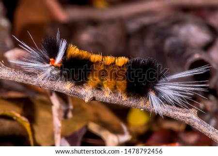 Caterpillar photographed in Itaunas, Espirito Santo. Southeast of Brazil. Atlantic Forest Biome. Picture made in 2009.