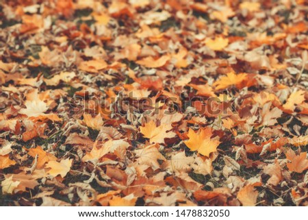 Fallen leaves on the ground in autumn. Seasonal moody background in dark tones. Shallow depth of field