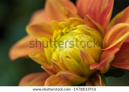 close up of one orange Dahlia flower blooming in the garden with blurry green background