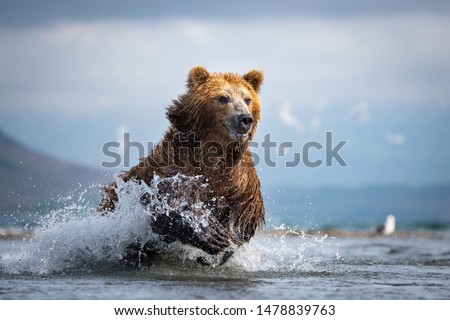 The Kamchatka brown bear, Ursus arctos beringianus catches salmons at Kuril Lake in Kamchatka, running in the water, action picture

