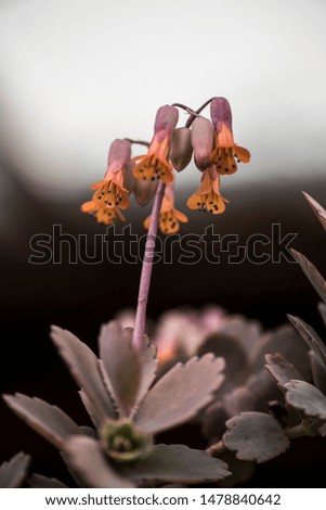Echeveria is a large genus of flowering plants in the family Crassulaceae