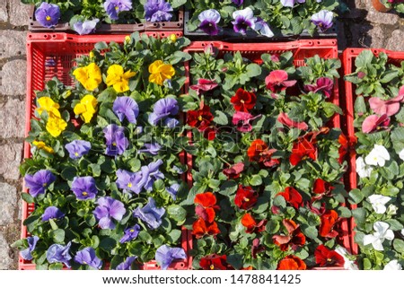 Spring flowers pansies in boxes at an outdoor flower market