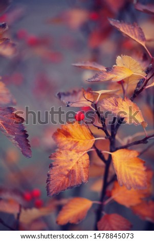 Autumn landscape. Tree leaves background. Fall season pictures