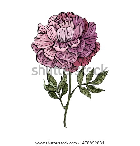Pink, lilac peony on white background. Botanical illustration. Vector isolated object. Vintage style. Hand drawing.