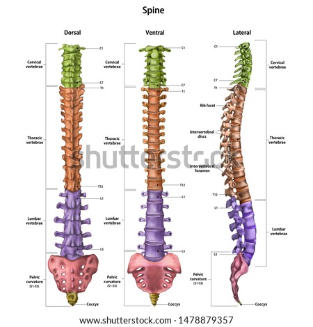 The human spine (vertebral column) with the name and description of all sites. Dorsal, lateral, ventral sides. Human anatomy. Vector illustration isolated on white background. Royalty-Free Stock Photo #1478879357