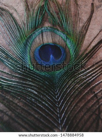 Peacock feather photographed on brown bark. 