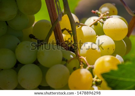 White grapes hanging in vineyard with sunbeam shining through. Soft focus. Limited depth of field.