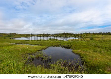 A marshy ground with two small ponds. The sky is blue with white clouds. The sky is reflecting in the water. The green and yellow ground covering has picture plants among it.  