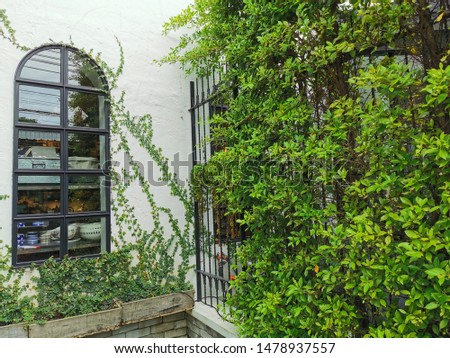 Walls of the white house outside with Ivy sticking around the window.
