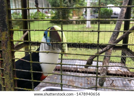 foto Toco Toucan (Ramphastos toco) di kebun binatang.