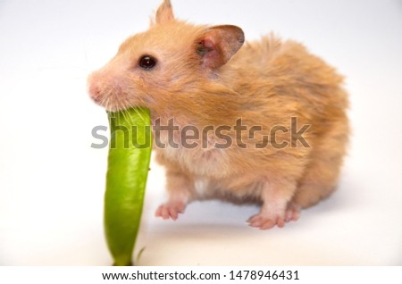a hamster with a pod in the teeth selective focus white background