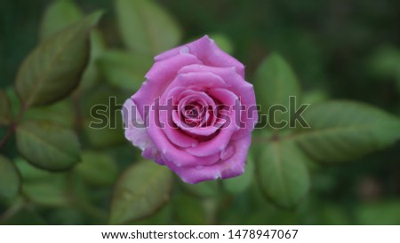 A bloomed pink rose flower