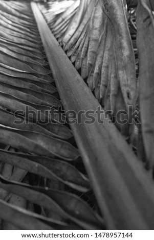 Close up coconut leaves background, black and white style.
