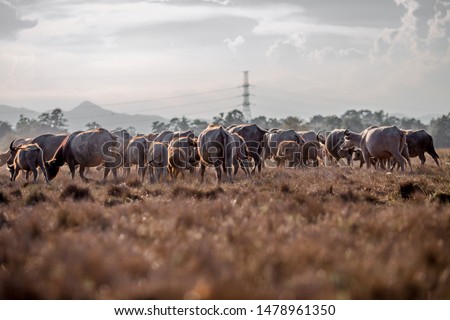Blurred background of animals that find food in the grasslands, Thai buffalo that live in the fields, yes in agriculture and sow the seasons.