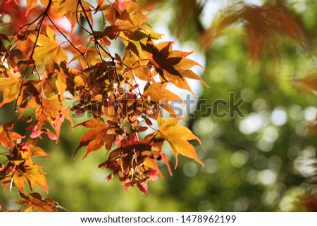 Autumn tree. Beautiful seasonal background.