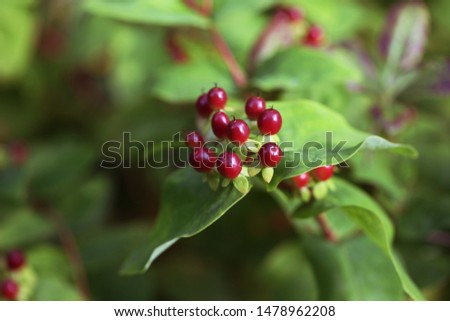 Bush with red berries. Fall. Seasonal background.