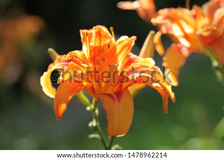 Orange Tiger Lily on blurred background. Closeup.
