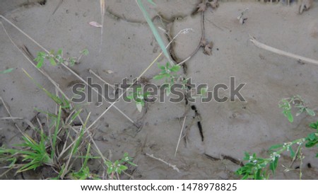 texture and background of dirt in the village after the rain