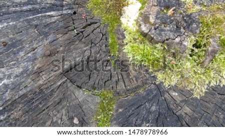 texture and background of old tree stump top view