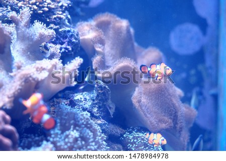 Natural coral reef swaying follow the water direction and with the Cartoon fishes swimming nearby