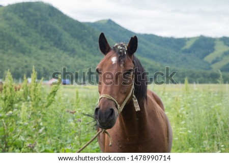 Horse at the mountain landscape