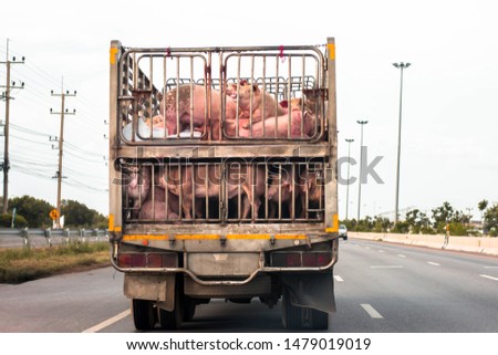 Pigs on car fransfer to Abattoir.
Pig transfer form Farm .Transfer of pigs in approved livestock farms, pigs are sold on the market. 