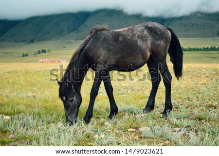 One horse walks in the field in mountains with clouds. Horse eats green grass on summer. 