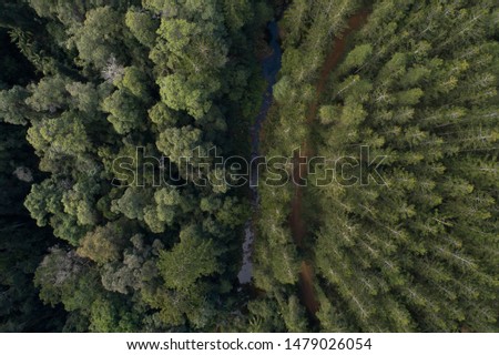 Beautiful aerial of a forest at sunrise with path, small track next to a creek with numerous green trees including pine and Christmas trees. Drone shot of a moody day adventure, holiday in the country
