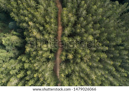 Beautiful aerial of a forest at sunrise with path, small track next to a creek with numerous green trees including pine and Christmas trees. Drone shot of a moody day adventure, holiday in the country