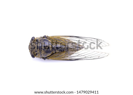 a close up photograph of cicada