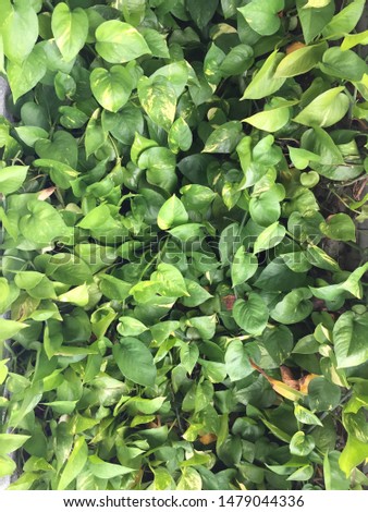 Green leaves background. Green leaves color tone in the morning.Fresh tropical plant in environment. Tiny green leaves background. Photo concept nature leaf and plant. - Image