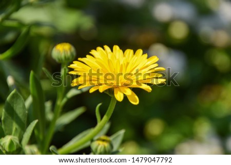 Yellow Calendula, Marigold in garten