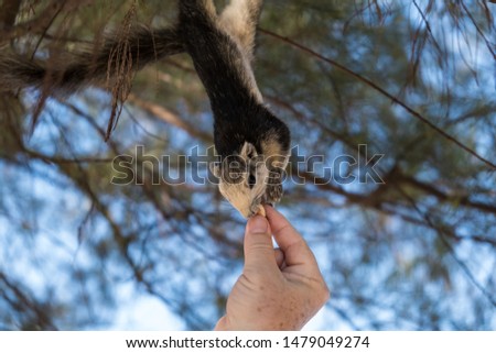 Cute girl hanging on a tree branch and takes a nut from a mans hand.