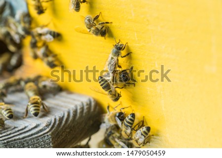 From beehive entrancebees creep out. Honey-bee colony guards the hive from looting honeydew. The bees return to the beehive after the honeyflow. Bee-guard in the beehive entrance. Swarm hived readily