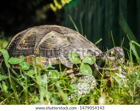 Turtle sunbathing among the grass in the garden