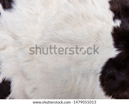 Texture of brown Cow skin coat with fur black white and brown spots