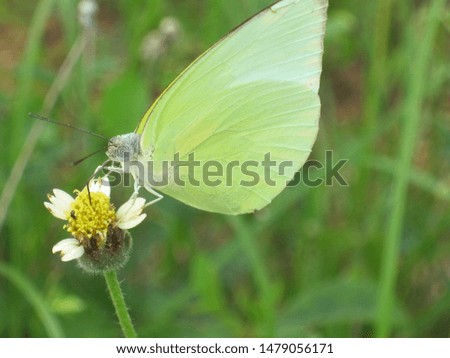 Light green butterfly and daisy flowers in the meadow of rainy season. Phrae Thailand.